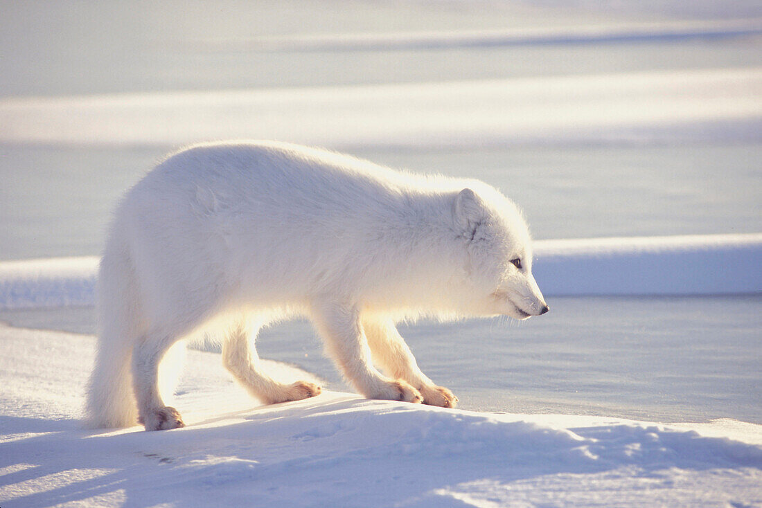 White Arctic Fox on Ice Churchill Manitoba Canada Winter
