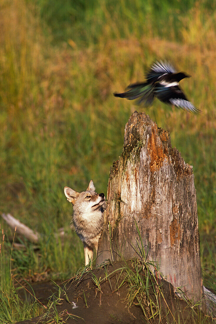Coyote watching Magpie fly off of stump @ Big Game Alaska Captive Southcentral Alaska Summer