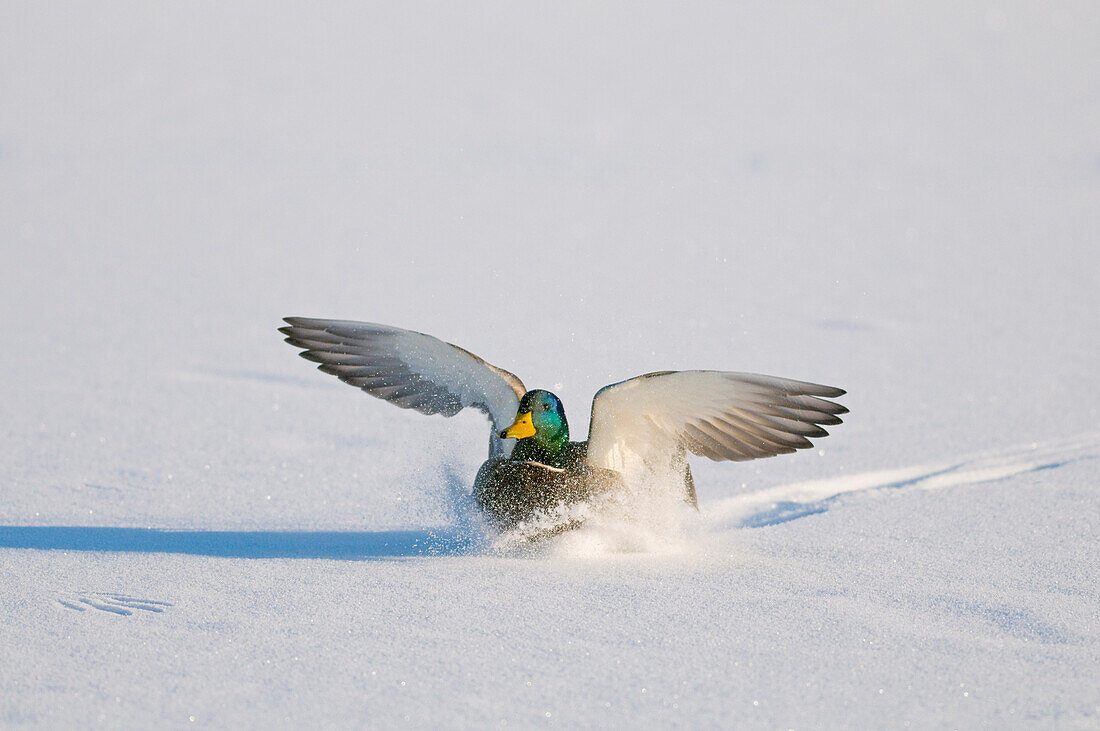 Mallard drake with wings extended lands in snow near Chena River, Fairbanks, Interior Alaska, Winter, Digitally Altered