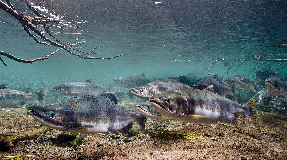 Underwater view of pink and chum salmon on spawning grounds in Hartney Creek, near Cordova, Southcentral Alaska