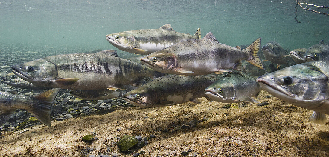 Underwater view of pink and chum salmon on spawning grounds in Hartney Creek, near Cordova, Southcentral Alaska