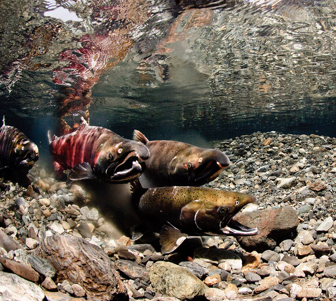 Coho Salmon spawning in Power Creek, Copper River Delta, Prince William Sound, Southcentral Alaska