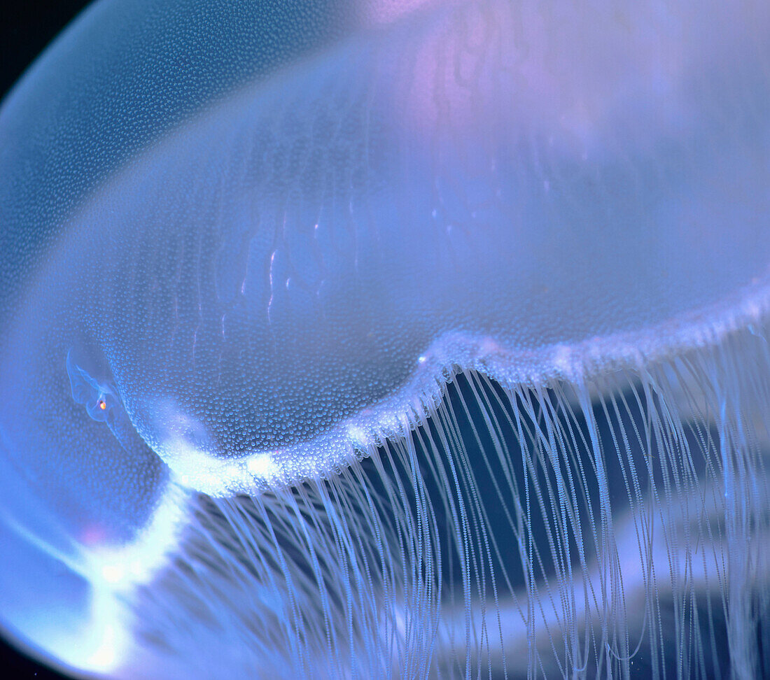 Underwater view of a Moon Jellyfish, British Columbia, Canada