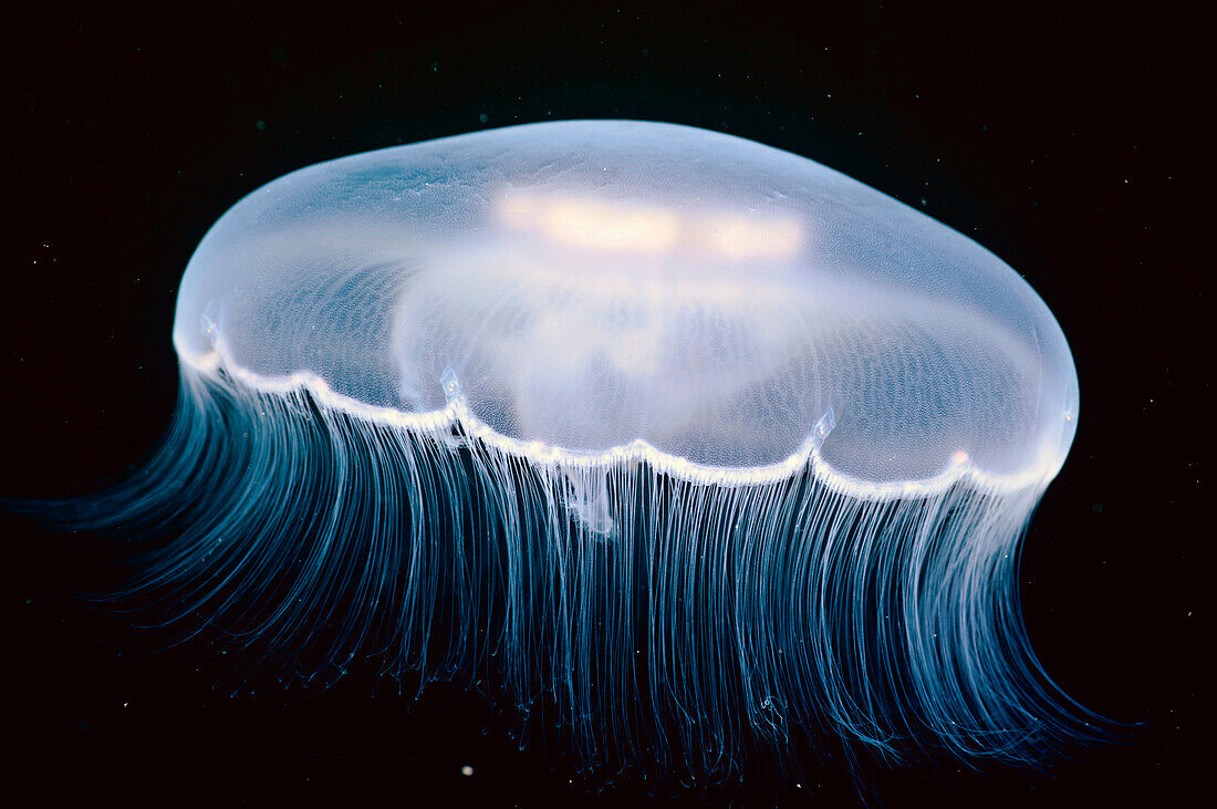 Underwater view of a Moon Jellyfish, British Columbia, Canada