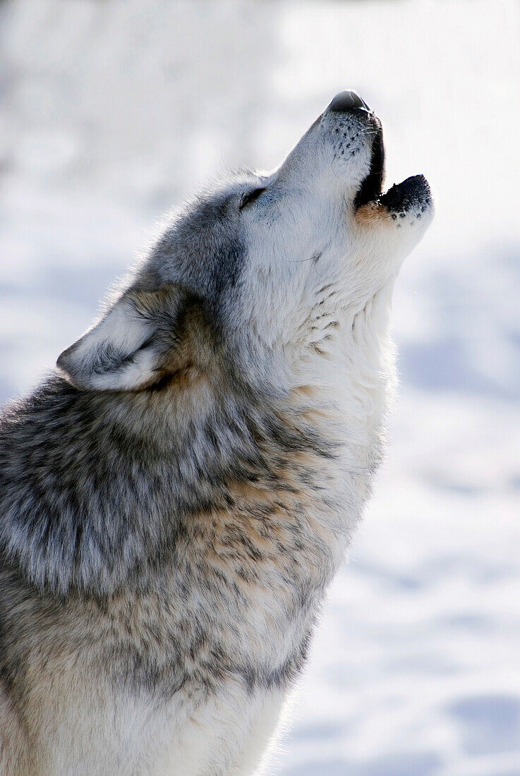 Captive gray wolf howling winter