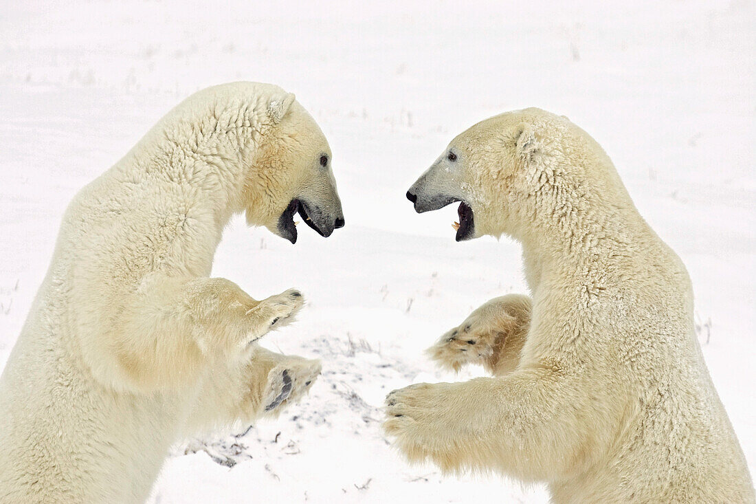 Two adult Polar Bears (Ursus maritimus) stand on their hind legs and play fight in Churchill, Manitoba, Canada, Winter