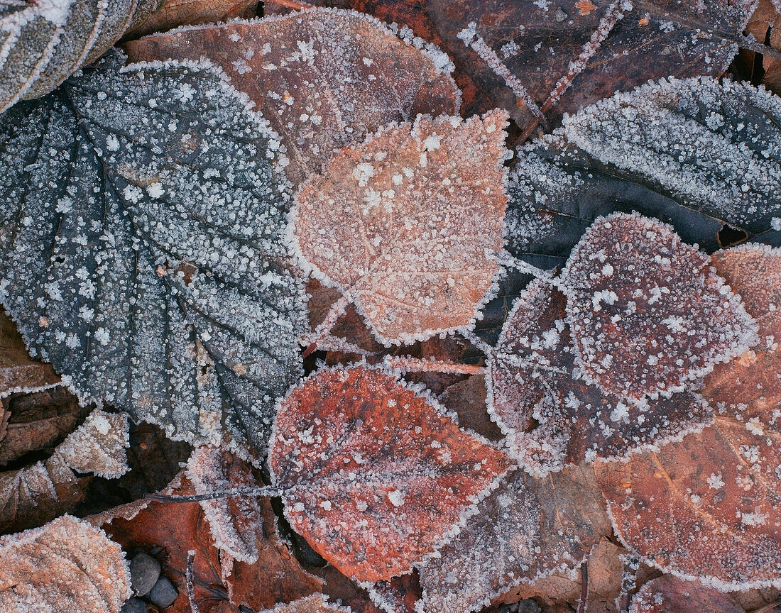 Heavy Frost on Fall Leaves Southcentral Alaska