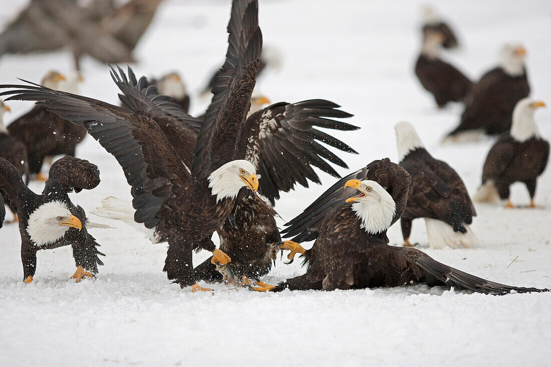 Two adult Bald Eagles (Haliaeetus leucocephalus) fight on the snow covered ground over a herring fish Homer Spit, Homer, Kenai Peninsula, Southcentral Alaska, Winter