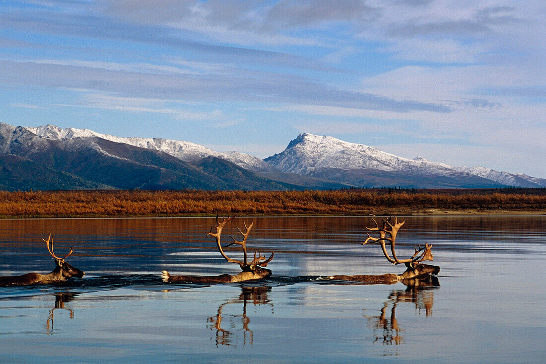 Caribou bulls swimming across Kobuk River Arctic Alaska Autumn Kobuk Valley National Park