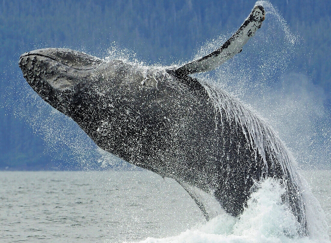 Humpback whale breaching near Juneau during Summer in Southeast Alaska