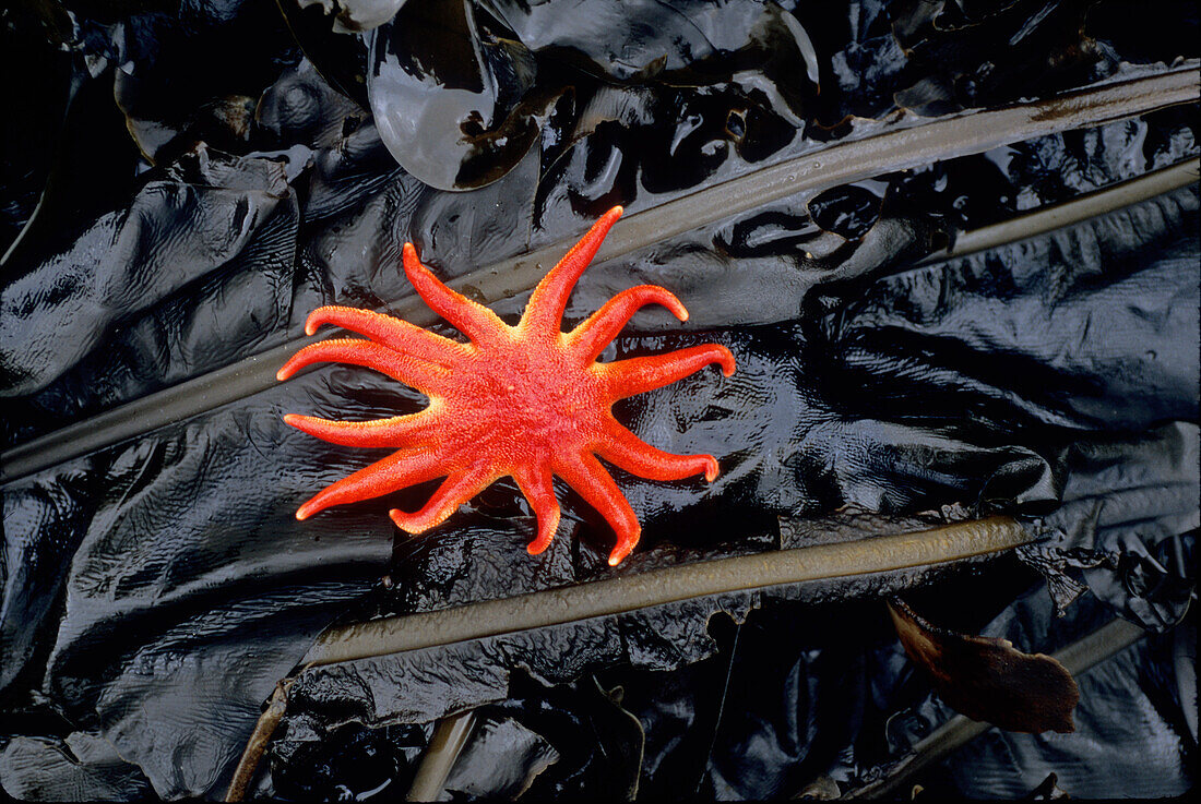 Overhead view of a Northern Sea Star laying on kelp in Southeast Alaska