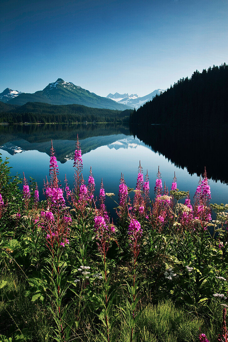 Scenic view of Auke Lake on a clear day with Fireweed in the foreground, near Juneau, Southeast Alaska, Summer