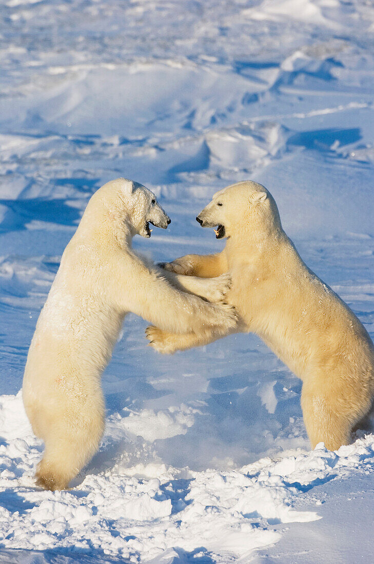 Polar bears wrestling and play fighting at Churchill, Manitoba, Canada.
