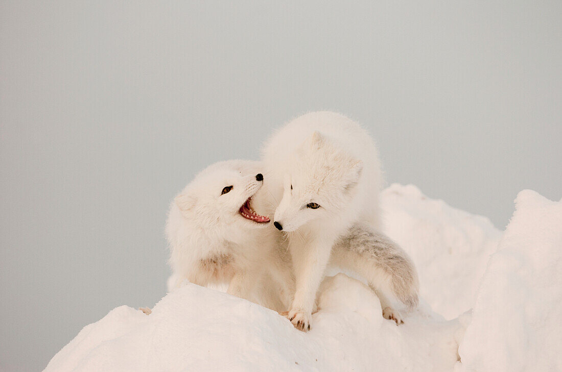 Two Arctic Foxes play on top of a large chunk of ice, Churchill, Manitoba Canada, Winter