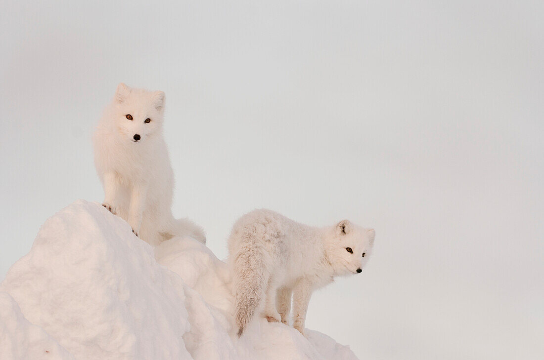 Two Arctic Foxes stand in late afternoon sun on top of a large chunk of ice, Churchill, Manitoba Canada, Winter