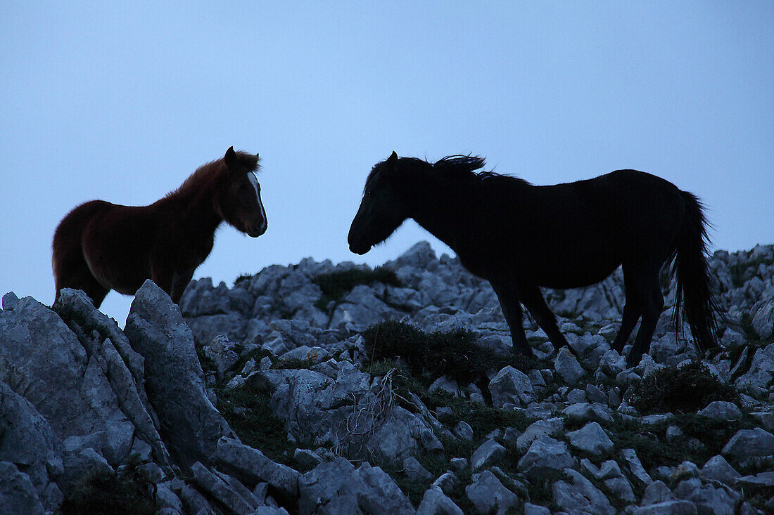 Wild Horses on Rocky Landscape