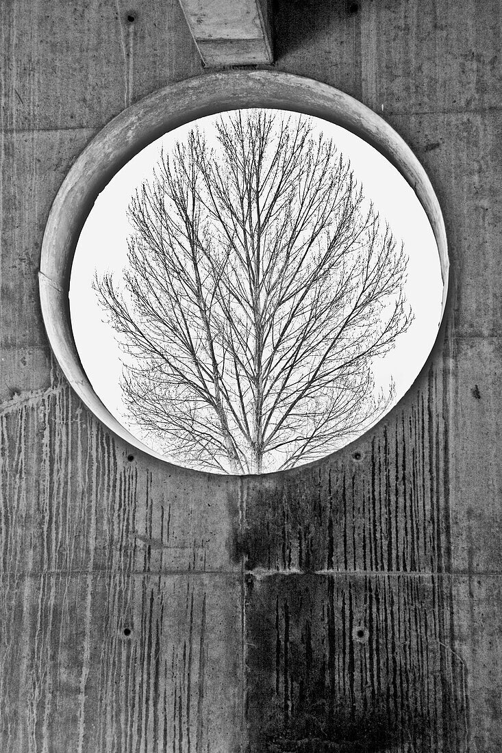 Bare Tree Trhough Round Window