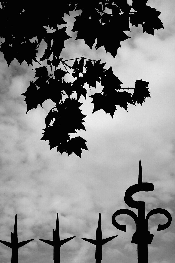 Fence and Leaves Silhouette