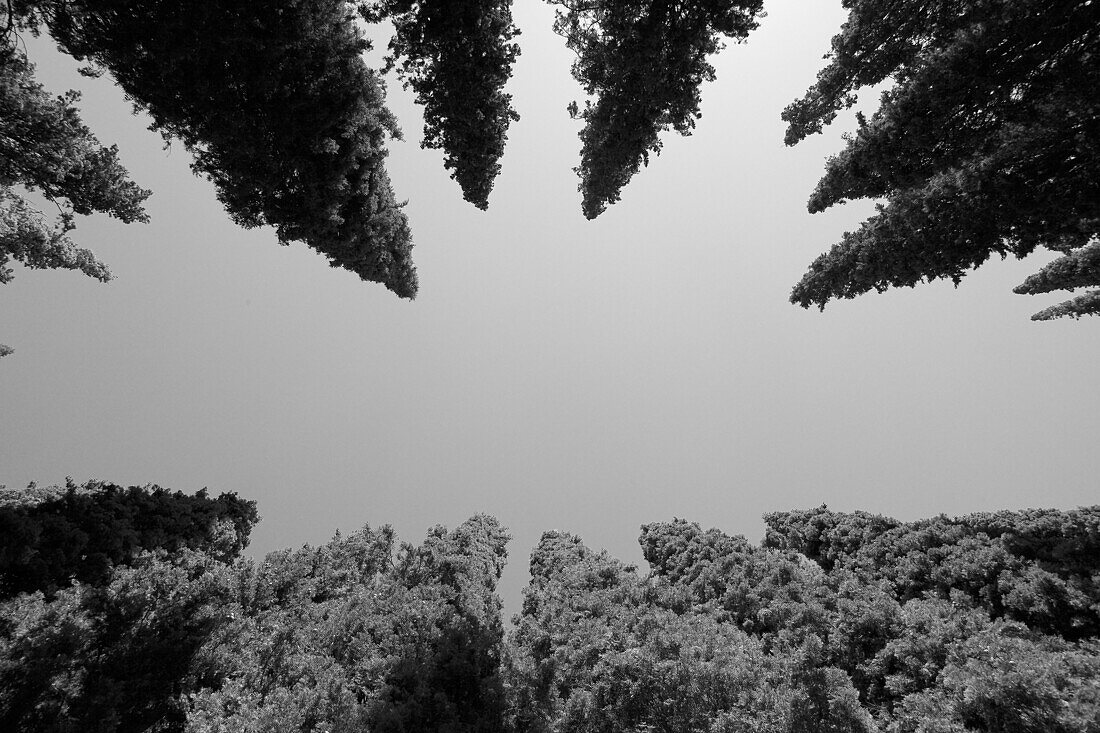 Cypress Trees Against Sky, Low Angle View