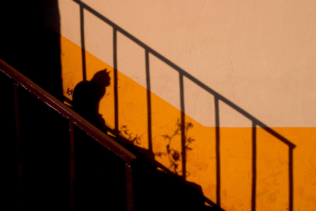 Cat Shadow Sitting on Steps