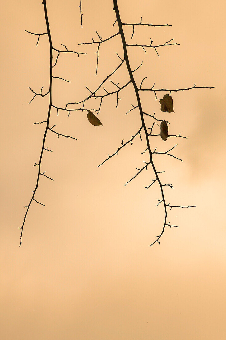 Bare Branches With Three Leaves Against Sky