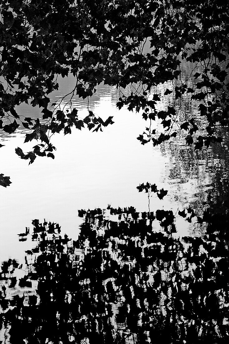 Branches and Leaves Reflected on Lake