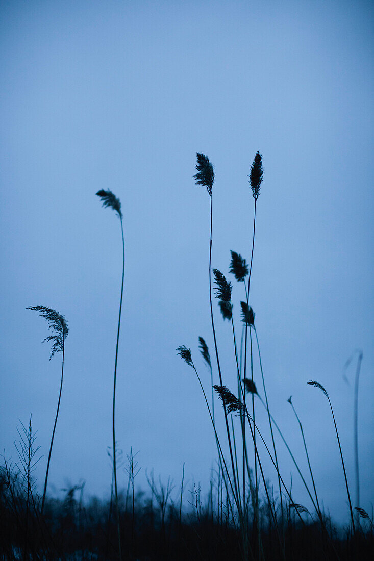 Tall Grass at Dusk, Silhouette