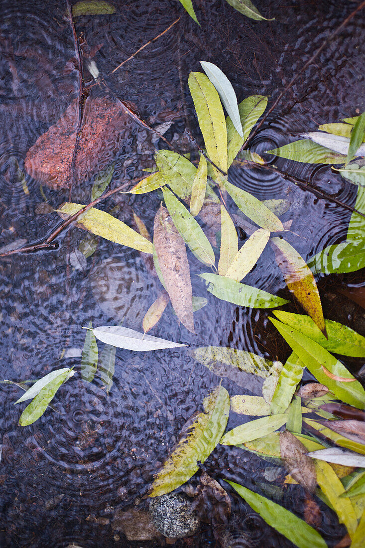 Leaves in River With Raindrops