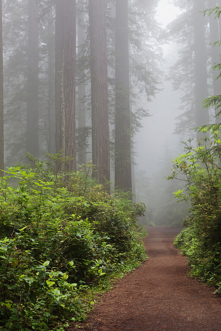 A path through Ladybird Johnson Grove, with tall trees in the woodland, redwoods with straight trunks. Mist. Lush foliage.