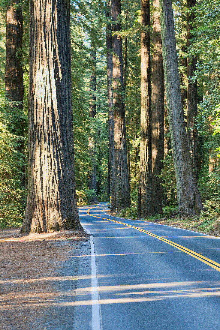 The Avenue of the Giants through Redwoods National Park north of Eureka, California