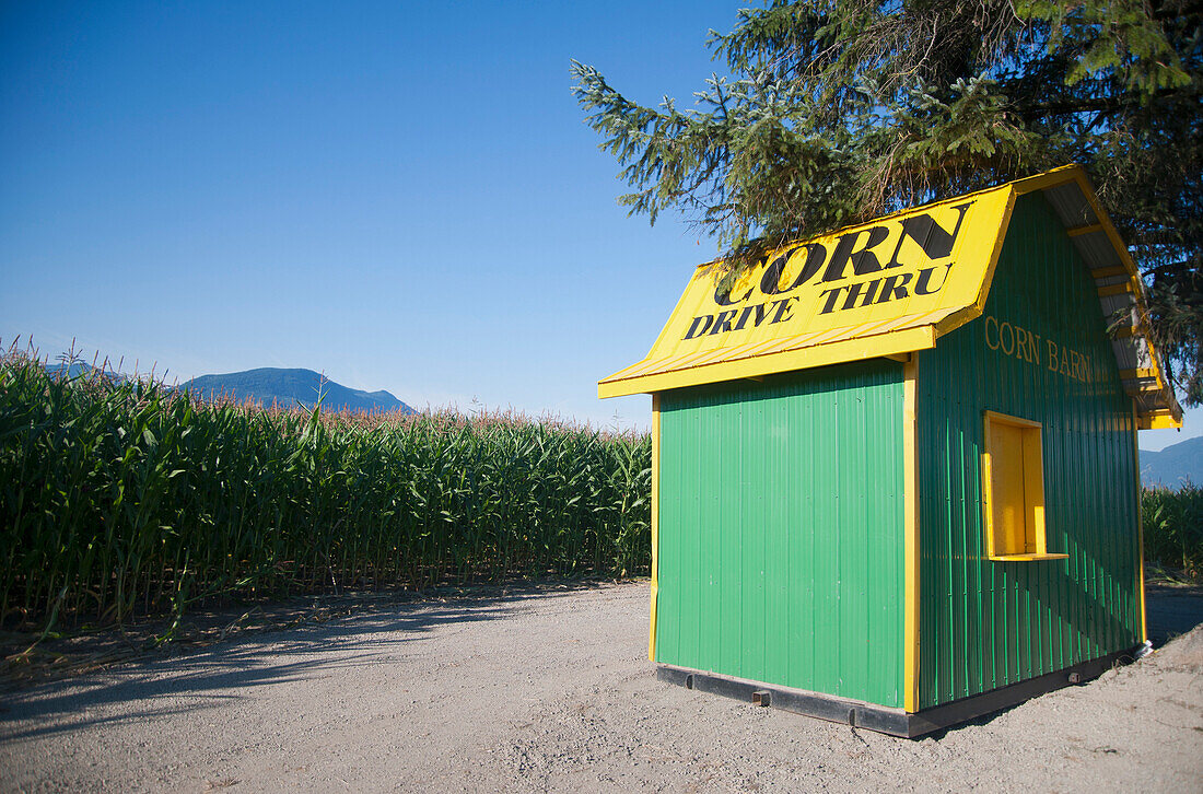 Corn shack and corn field