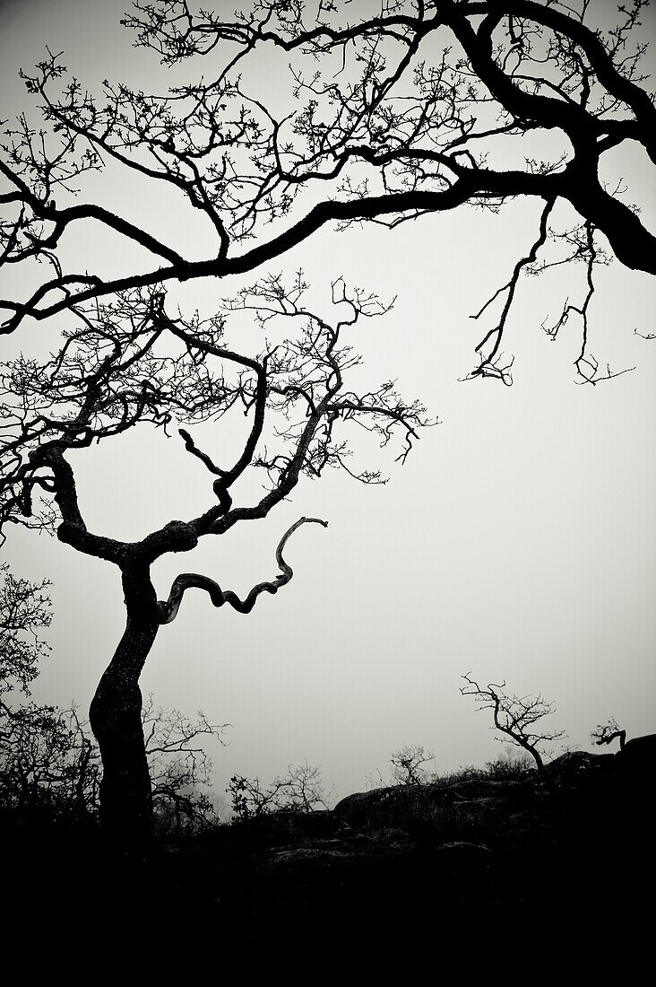 Low Angle View Of Eerie Tree Silhouettes