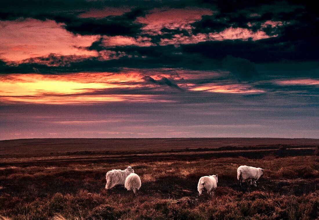 Yorkshire, England, Sheep In Meadow