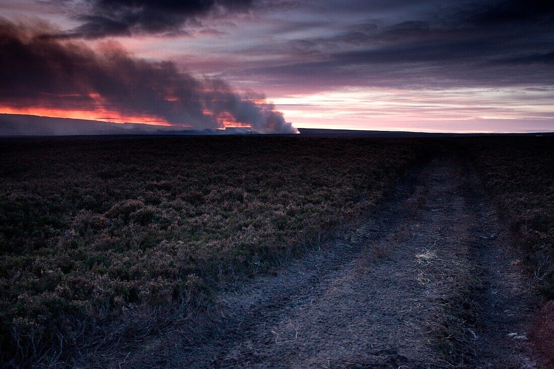 Yorkshire, England, Field Of Burning Heather