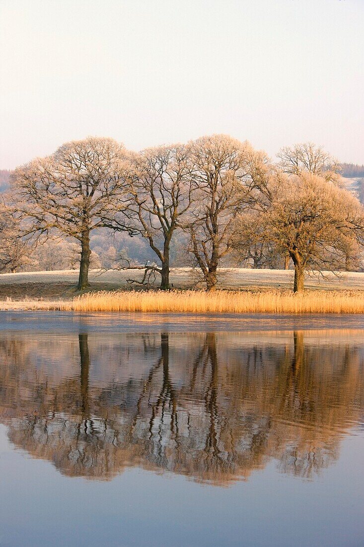 Cumbria, England, Lake Scenic With Autumn Trees Reflected In Water