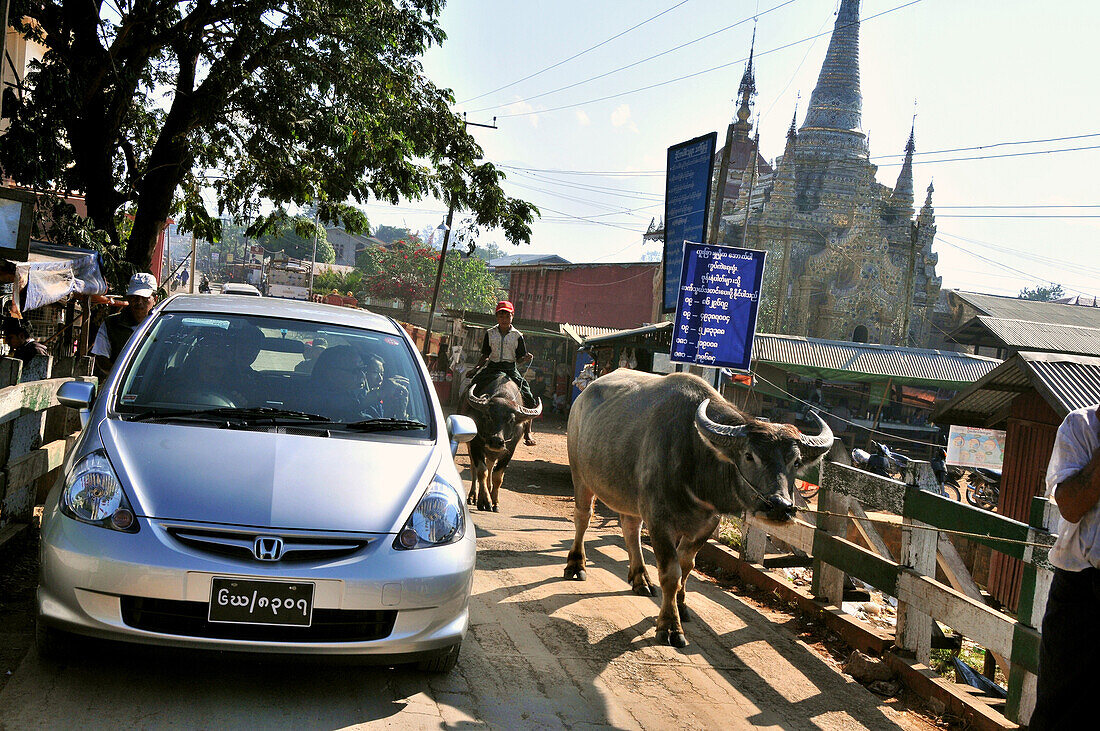 Auto und Kühe in der straße von Nyaungshwe, Nyaungshwe, Inle See, Myanmar, Burma, Asien