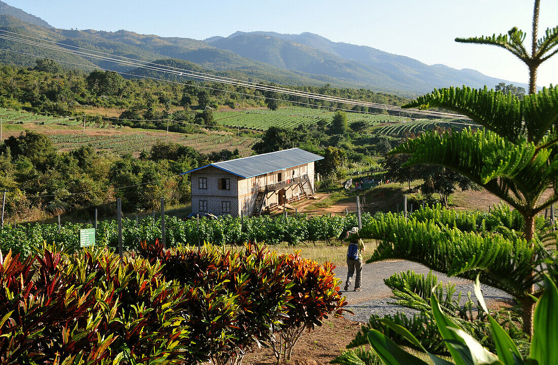 Vinery red Mountain Estate near Nyaungshwe at Inle Lake, Red Mountain Estate, Myanmar, Burma, Asia