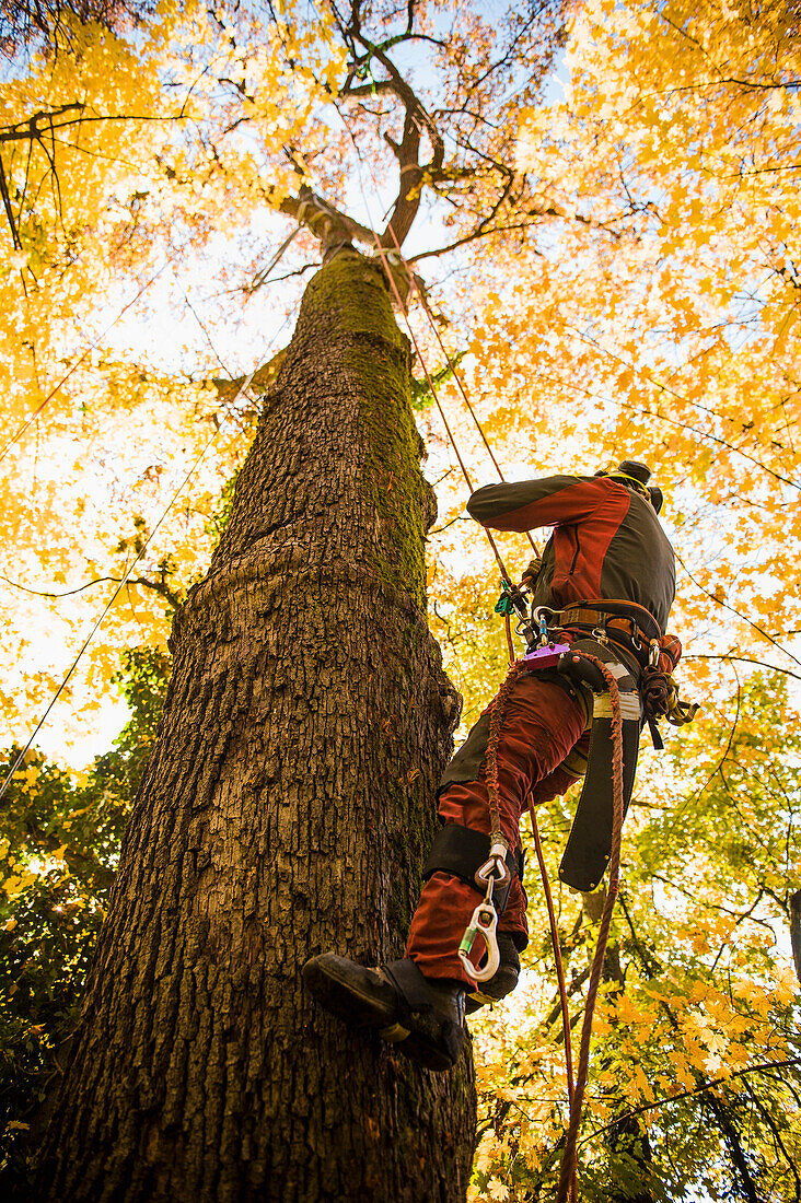 Arborist at work, Linz, Upper Austria, Austria