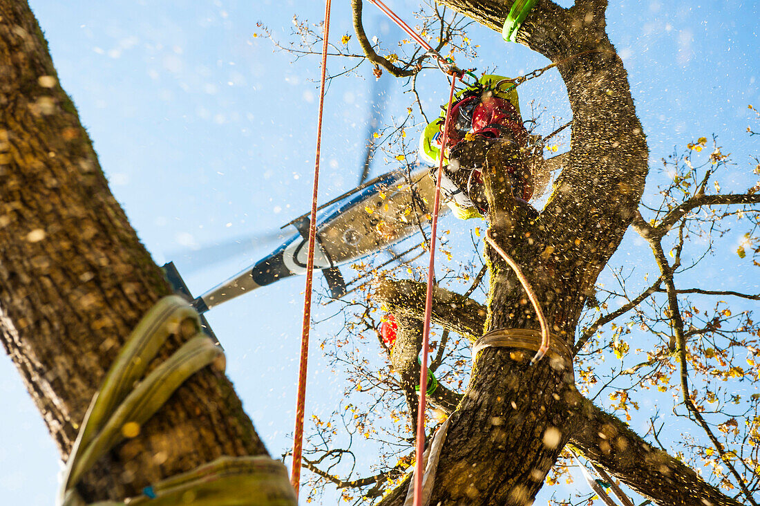 Arborist at work, Linz, Upper Austria, Austria