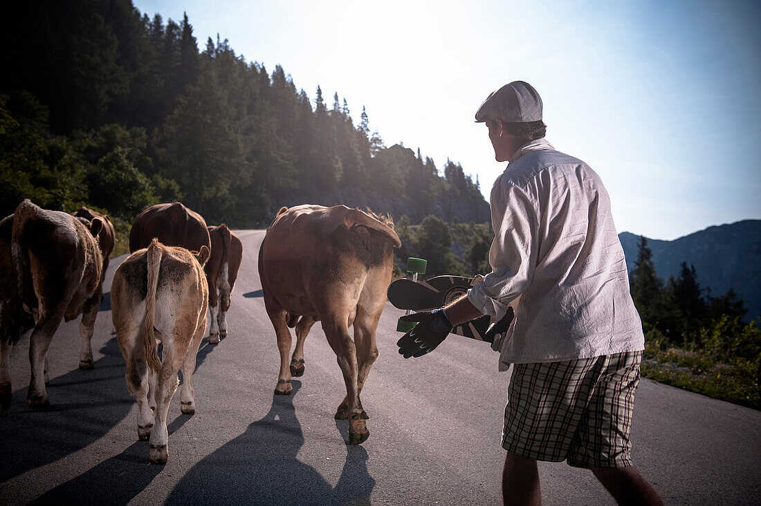 Man treibt Kühe über eine Straße, Steiermark, Österreich