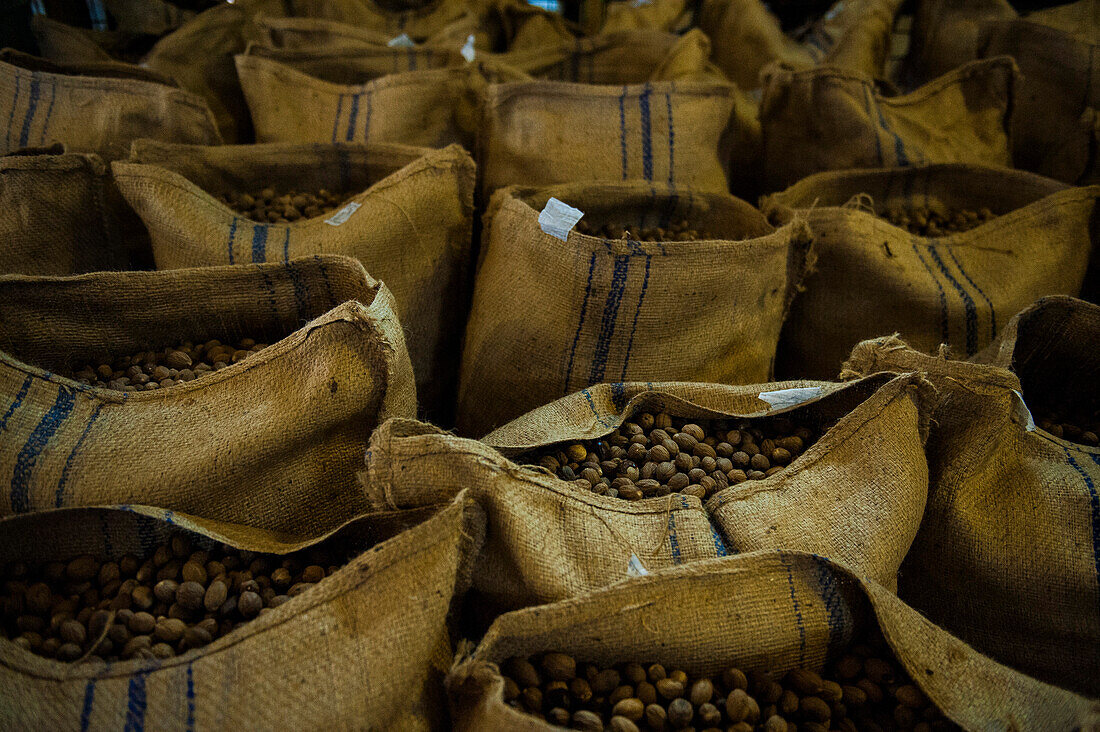 Bags of nutmeg, Plantation, Caribbean