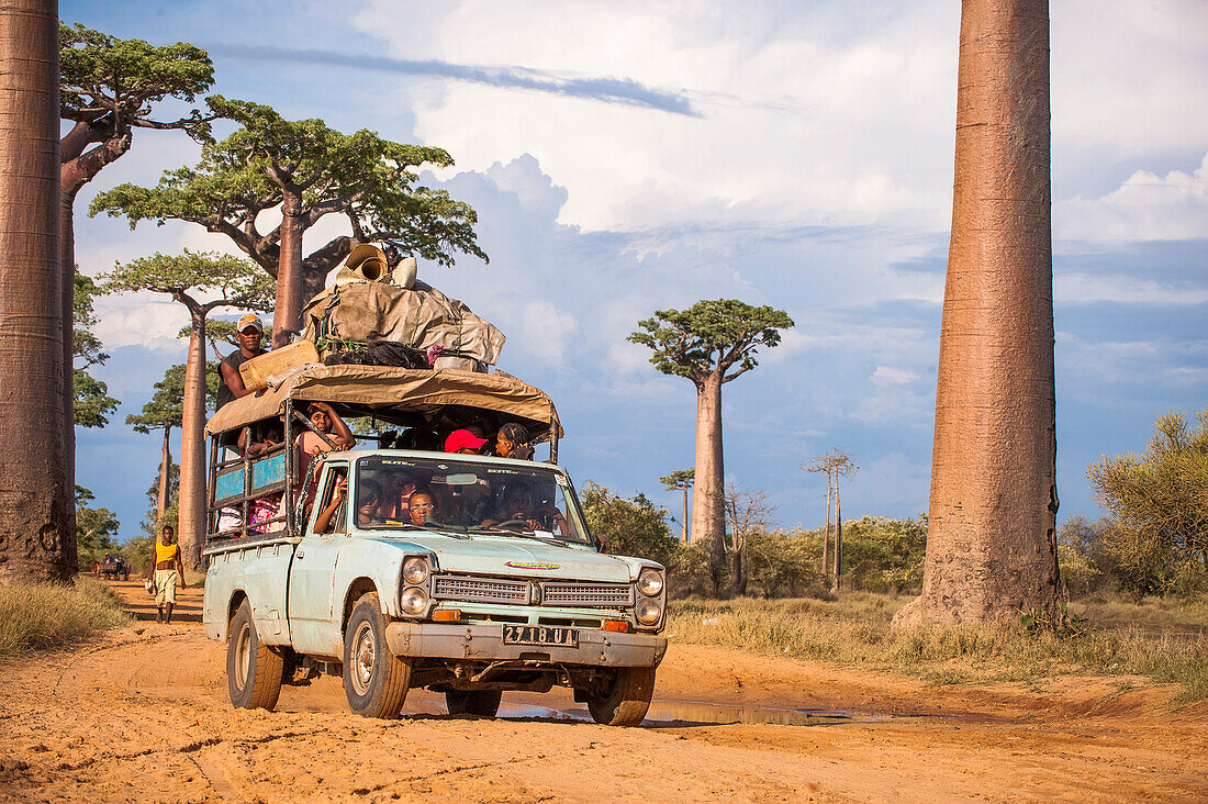 Overloaded vehicle driving down a dirt road lined with baobab trees, Madagascar, Africa