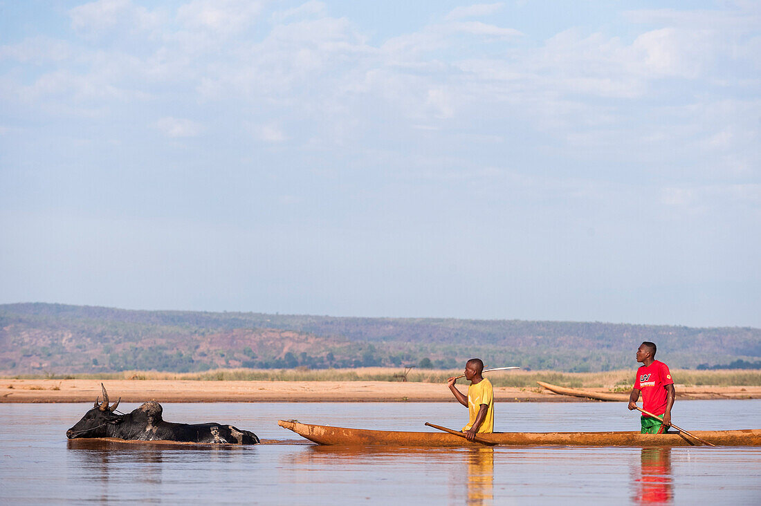 Farmers driving a cow through the river, Madagascar, Africa