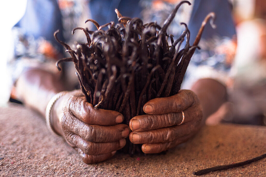 Mann hält ein Bündel Vanilleschoten, Madagaskar