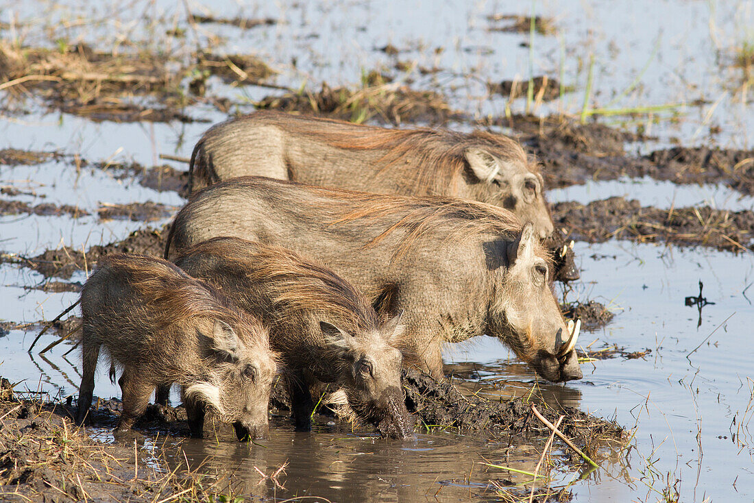 Warzenschwein Familie, Liwonde Nationalpark, Malawi, Afrika
