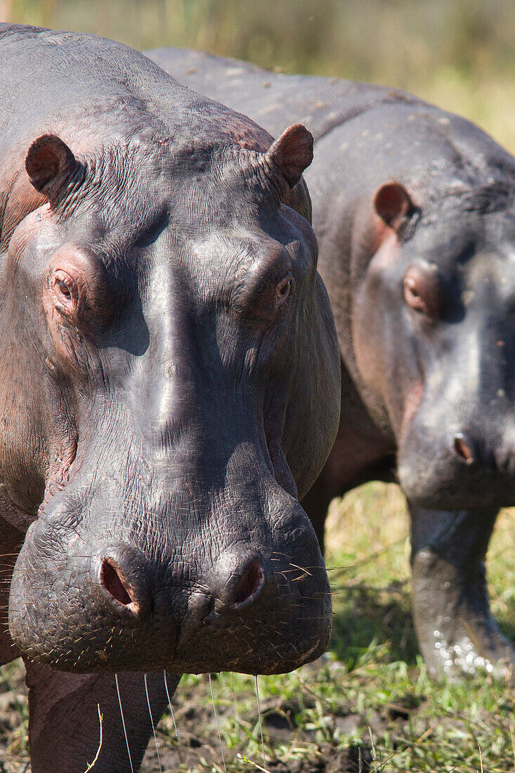 Hippo, Hippopotamus, Liwonde National Park, Malawi, Africa