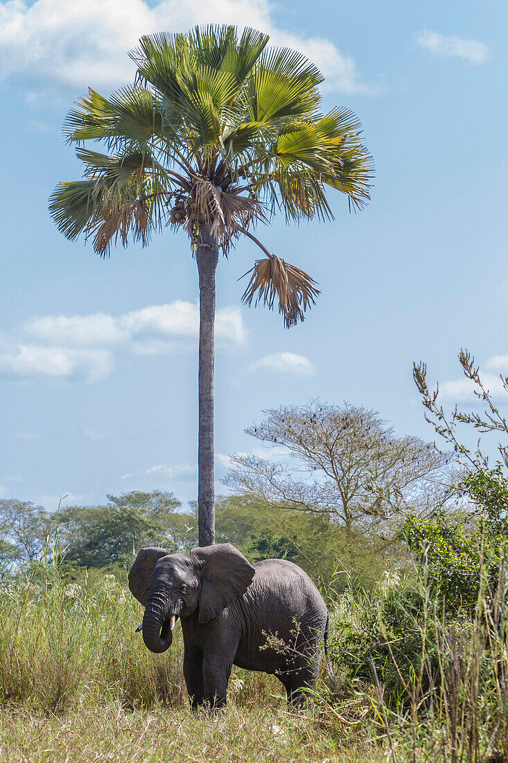 Elefant unter einer Palme, Liwonde Nationalpark, Malawi, Afrika