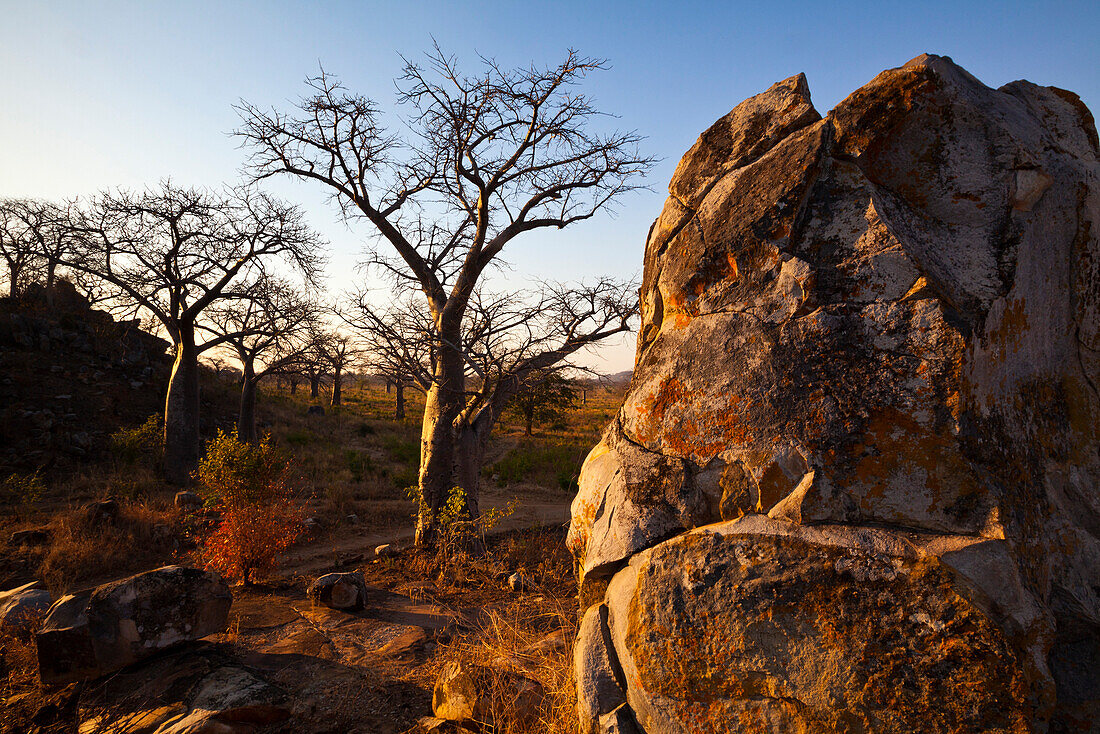 Evening scene with a rock and baobab trees, Malawi, Africa