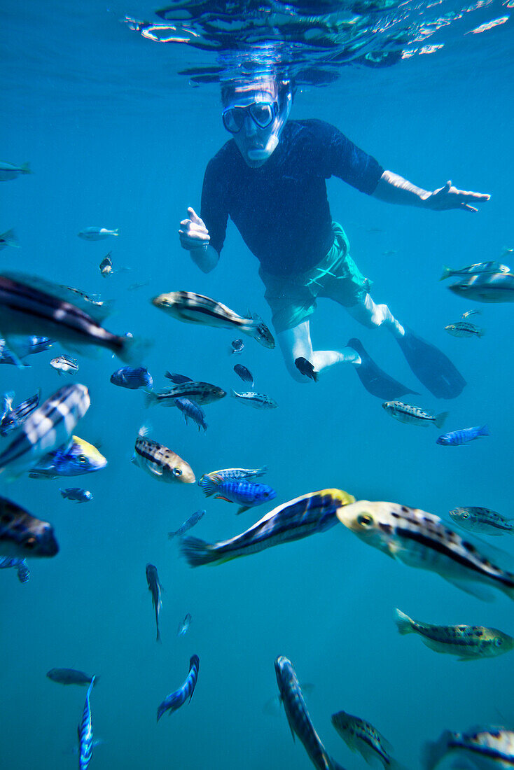 A man snorkling with lots of small fish, Lake Malawi, Africa
