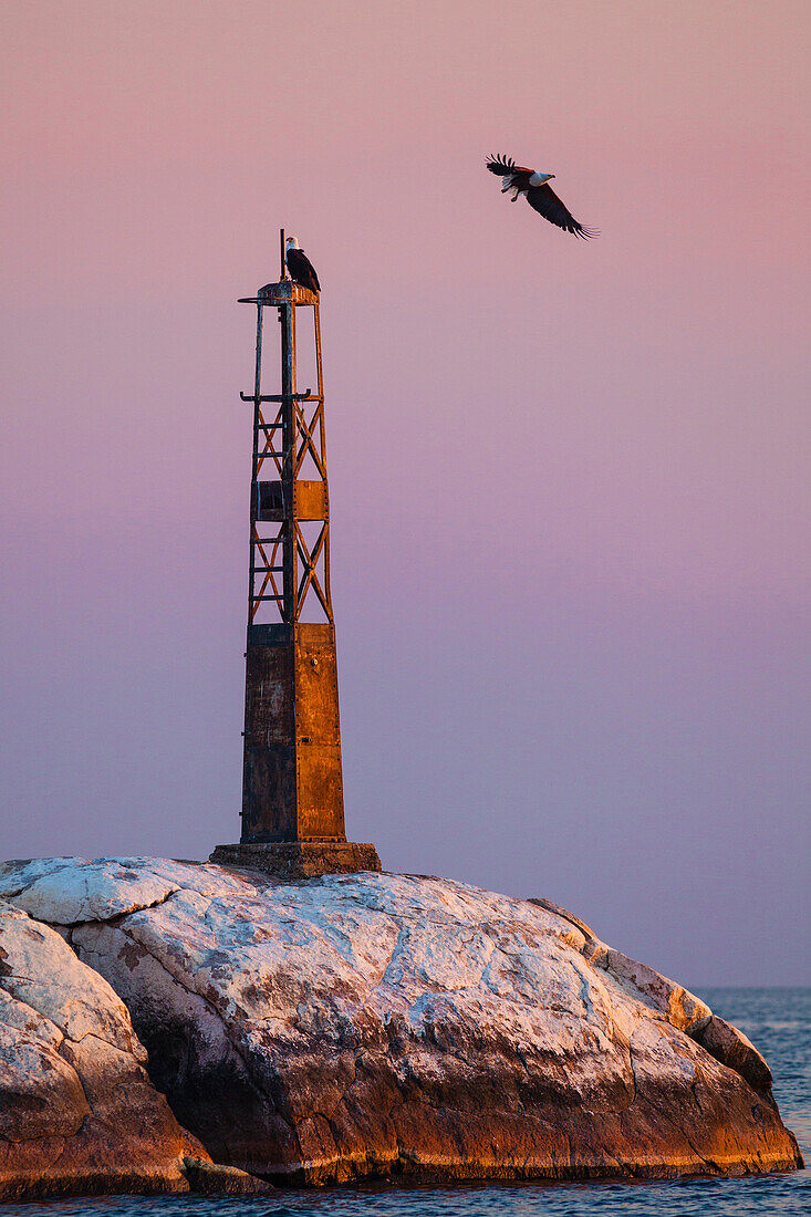 African fish eagle on a small lighthouse, Lake Malawi, Africa